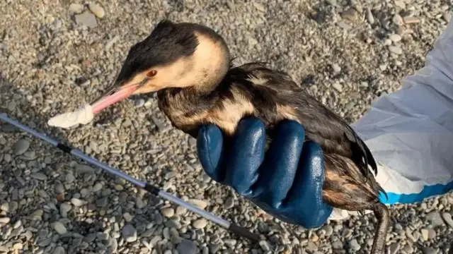 Деңизди байырлаган жаныбарларды мазут кыйын абалга кептеди