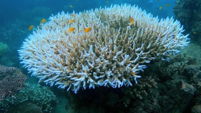 உயரும் கடல் வெப்பம், ஆபத்தில் பவளப் பாறைகள்