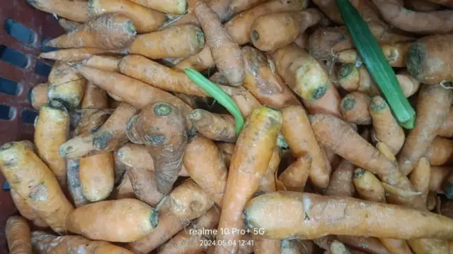 బూజుపట్టిన క్యారెట్లు 