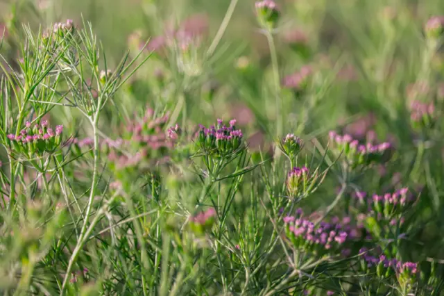 જીરાના છોડમાં આવેલાં ફૂલ