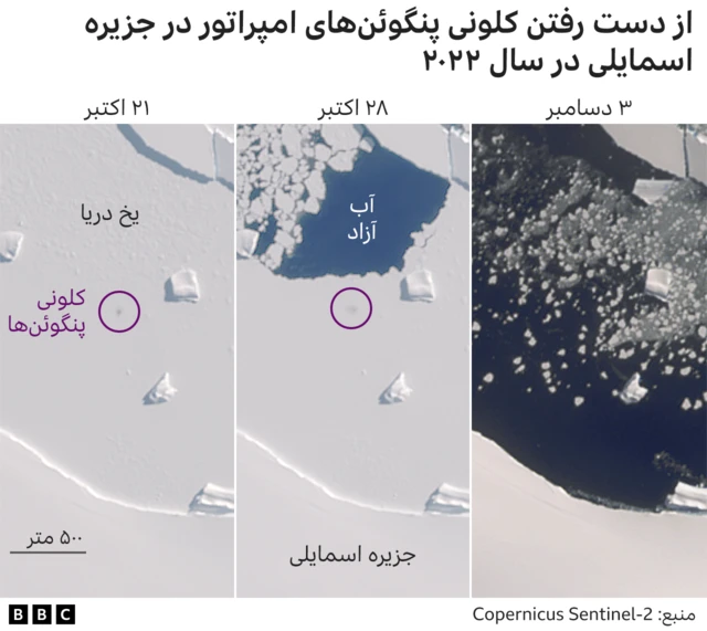 پنگوئن ها در جنوبگان