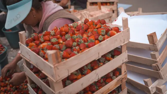Кыргызстандын дыйкандары кургатылган кулпунайды Европага экспорттой баштады