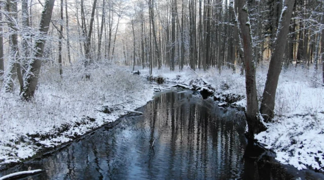 ਬਿਆਲੋਵੀਜ਼ਾ ਜੰਗਲ