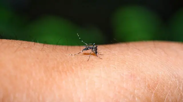 Nyamuk Aedes merupakan vektor yang diketahui untuk beberapa virus, termasuk virus West Nile, virus demam kuning, virus dengue, virus chikungunya, dan virus Zika.