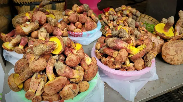 పుట్టగొడుగులు, విచిత్ర భ్రమలు, మరగుజ్జు మనుషులు, ఆహారం, పరిశోధనలు