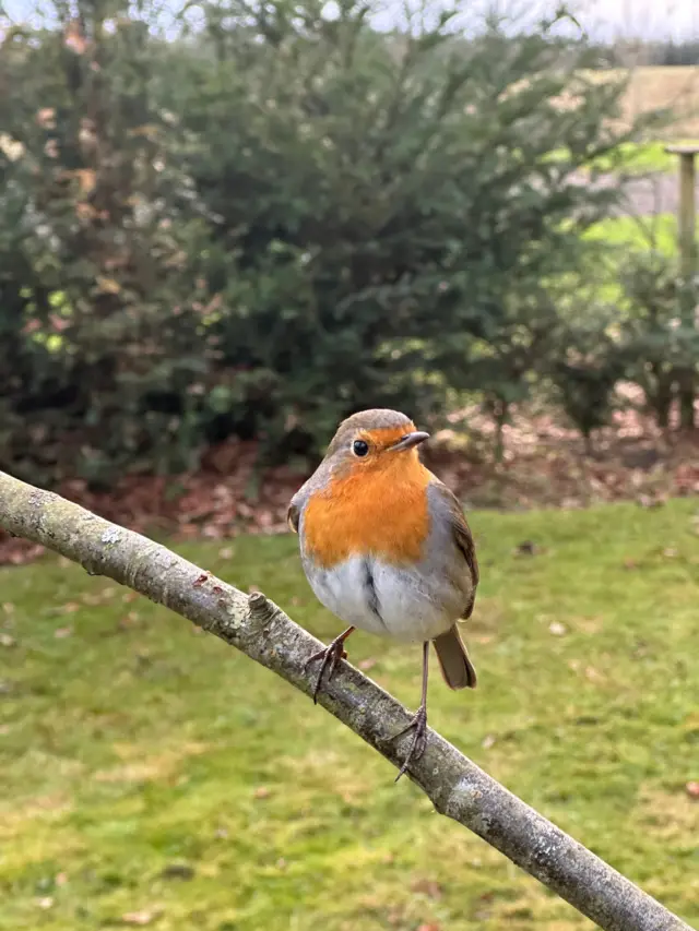 Un primer plano de un petirrojo posado en una rama, con hierba verde y arbustos en el fondo borroso.