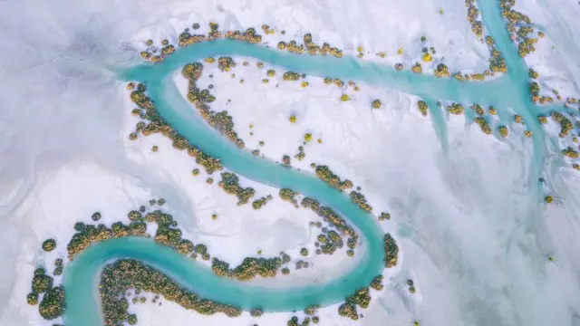 మడ అడవులు