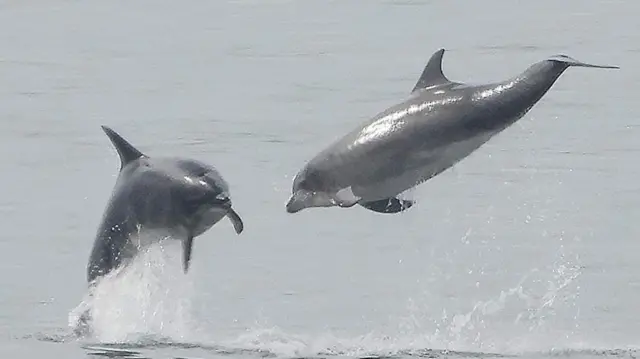Dos delfines mulares flotan en el aire tras saltar del mar. Están en posición horizontal respecto al mar y nariz con nariz.