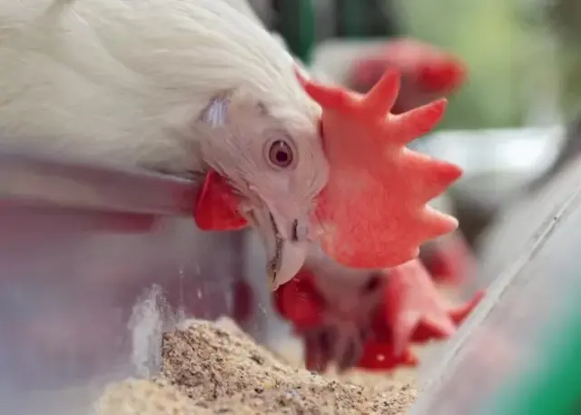 Un coq picorant dans un mangeoire.