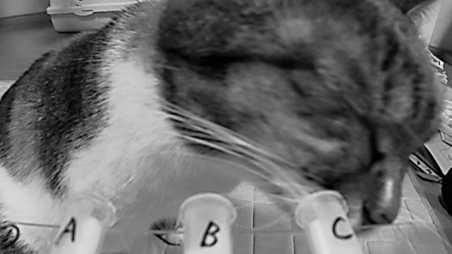 Эксперимент