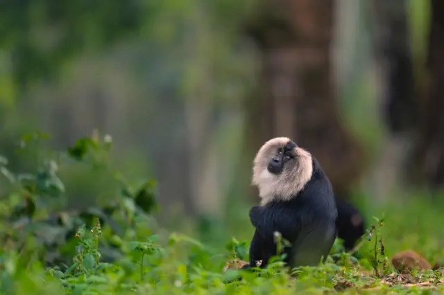 Lion-tailed macaque 