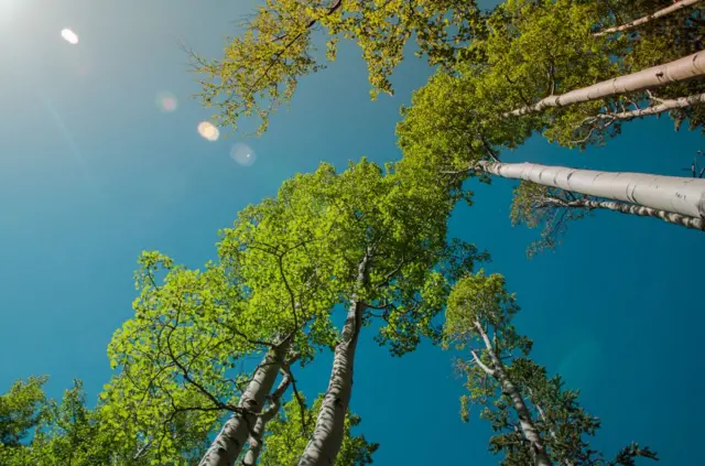 Álamos temblones en verano.