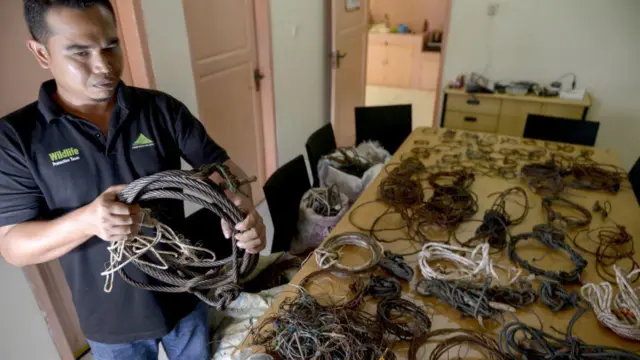 Seorang penjaga hutan dari Konservasi Leuser menunjukkan perangkap hewan yang dipasang oleh pemburu liar untuk menangkap berbagai satwa liar termasuk hewan buruan besar seperti badak, gajah, harimau, dan beruang di hutan hujan ekosistem Leuser.