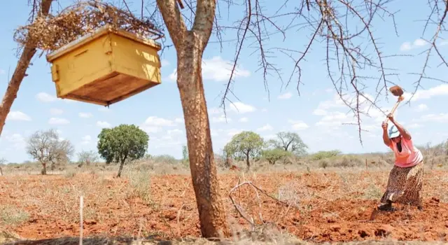 Charity Mwangome laboure sa terre à l'aide d'une houe à côté d'une clôture en forme de ruche autour de sa ferme dans le comté de Taita Taventa, au Kenya. 