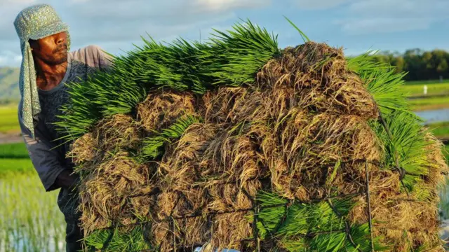 Petani waspada terhadap musim kemarau yang diprediksi akan lebih panas dari biasanya