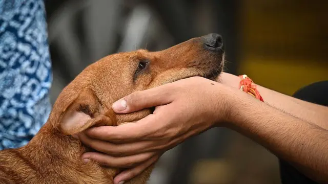 सुप्रीम कोर्ट की ओर से आवारा कुत्तों को पकड़कर शेल्टर में रखने के आदेश का काफ़ी विरोध भी हुआ था