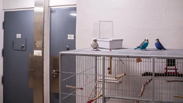 Breivik'in 'hücresinde' üç muhabbet kuşu da var 