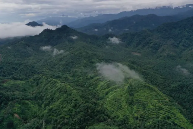 Leuser