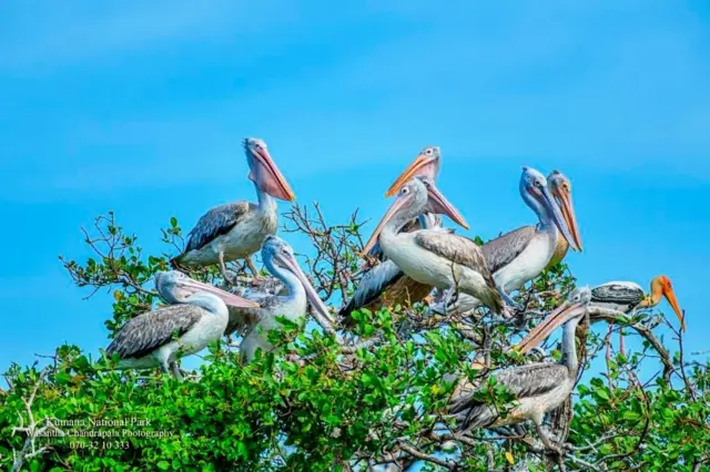 Wasantha Chandrapala