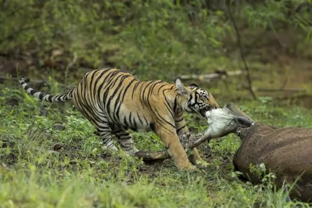 वाघ