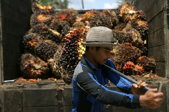 Minyak sawit, buah sawit, HVO