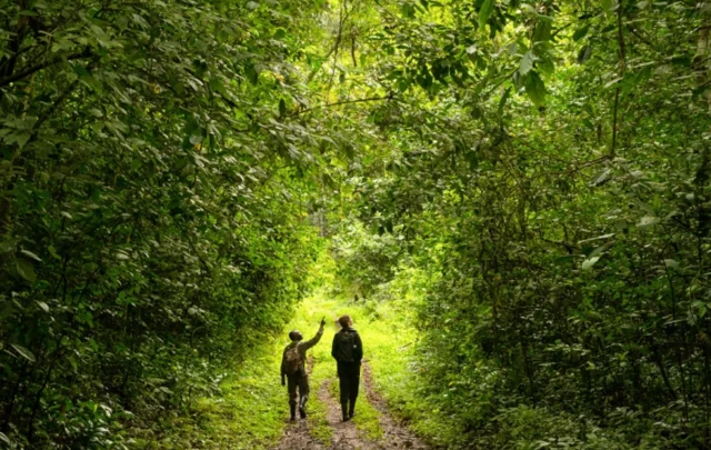 Ndị sayensi na-eme nyocha banyere ahịhịa ndị ahụ ọzọdimgba na-ata