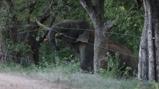 ''මේ තනි අලින්ගෙන් කොටසක් තමයි අලි - මිනිස් ගැටුමට වැඩිපුර දායක වෙන්නේ.''