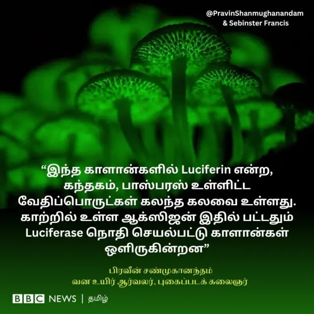 இந்த காளான்களில் Luciferin என்ற, கந்தகம், பாஸ்பரஸ் உள்ளிட்ட வேதிப்பொருட்கள் கலந்த கலவை உள்ளது. காற்றில் உள்ள ஆக்ஸிஜன் இதில் பட்டதும் Luciferase நொதி செயல்பட்டு காளான்கள் ஒளிருகின்றன