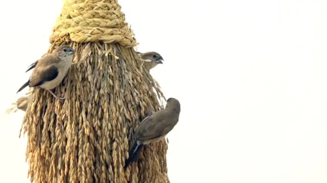 சிட்டுக்குருவிகளை காக்கப் போராடும் ஆந்திராவின் ஓய்வு பெற்ற ஆசிரியர்.