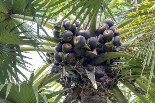 கள், மது, ஆல்கஹால், தமிழ்நாடு, போதைப் பொருள், உணவு