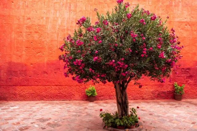 Un vibrante árbol en flor contra una pared de color rojo fuego.