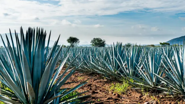 Agaves en México