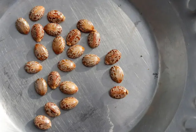 ગુજરાત એટીએસ, ત્રણ શખ્સોની ધરપકડ, રાઇસિન ગેસ, પિસ્તોલો સાથે ધરપકડ, આતંકવાદી હુમલો નિષ્ફળ, બીબીસી ગુજરાતી