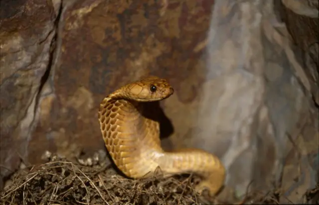 လေယာဉ်မောင်းသမားခုံအောက် မြွေဟောက်ရောက်