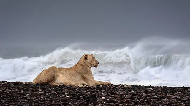 பாராட்டுகளை பெற்ற கடல்சார் பெண் சிங்கத்தின் புகைப்படம்