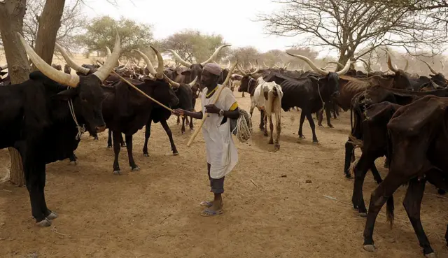 Wani mutum da shanunsa