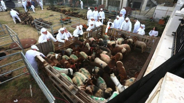 İordan çayının qərb sahilindəki samariyalılar qurbanlıq ibadətini edən yəhudi icmalarındandır