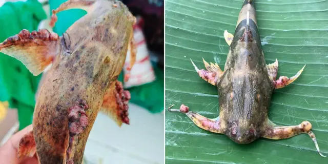 ထိုင်းနိုင်ငံ၊ ကော့ခ်မြစ်ထဲက ငါးတွေ