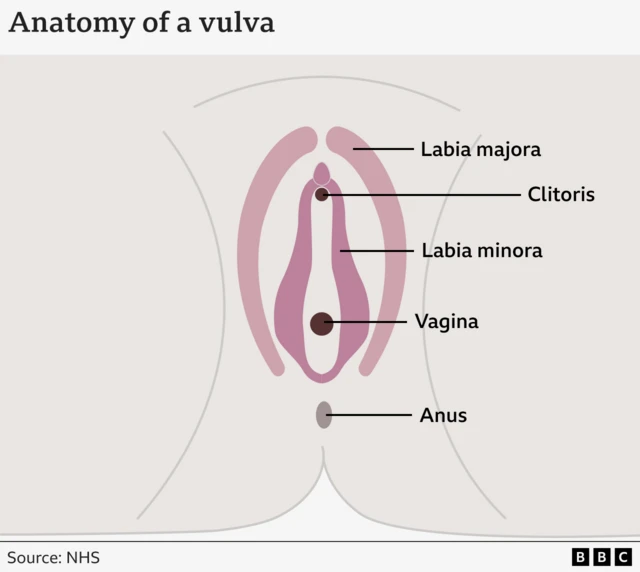 A simple graphic showing the anatomy of the vulva. It shows the labia majora, clitoris, labia minora and vagina.