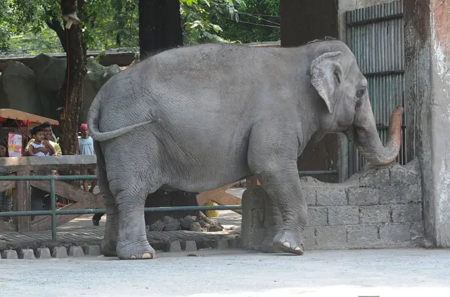 Мали в своем загоне