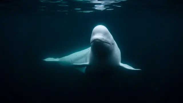 సముద్ర జీవులు