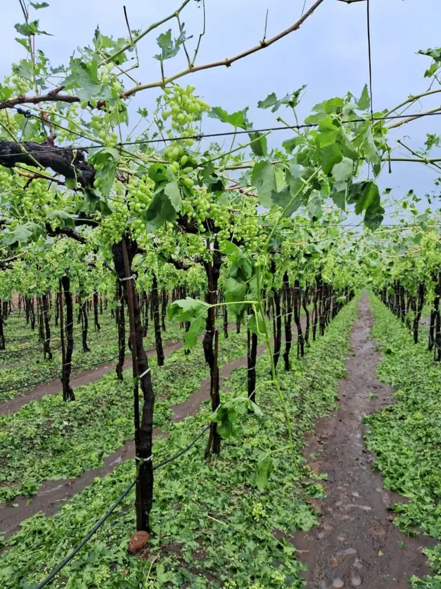 शेतीचं नुकसान 