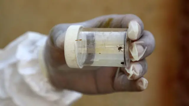 کانگو وائرس