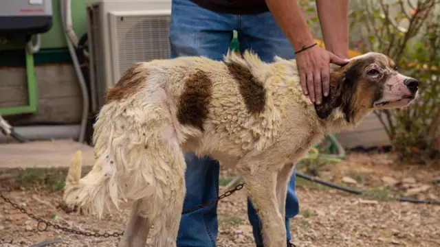 Foto colorida mostra cachorro feridosporting jogadoresincêndio