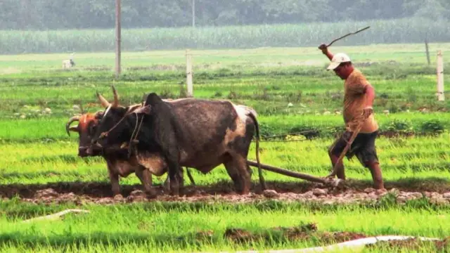 नेपाल धान की खेती