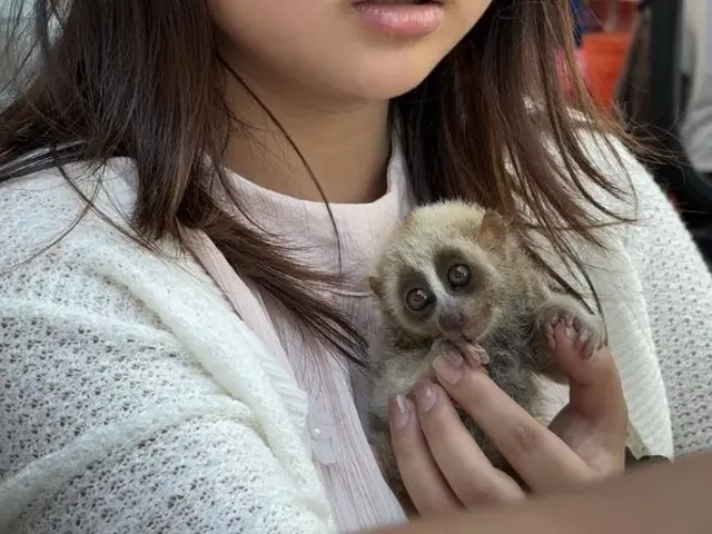 Tayland'da bir turist kucağında loris tutuyor.