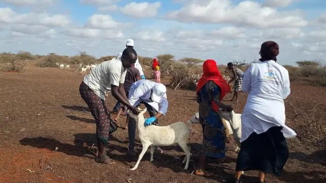 Dr Suleymaan Maxamed ayaa sheegay in xog uruurin ay sameeyeen ay ku ogaadeen in dhammaan deegaanada Galmudug uu ku faafay xanuunkan.