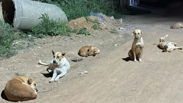 ஆடு, மாடுகளை குறிவைத்து கடிக்கும் தெருநாய்கள் – அரசிடம் கொந்தளிக்கும் கால்நடை விவசாயிகள்