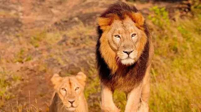 உலக சிங்க தினம்: பெண் சிங்கம்தான் வேட்டைக்குச் செல்லுமா? ஆண் சிங்கத்தின் வேலை என்ன?