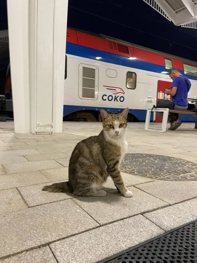 mačka na železničkoj stanici